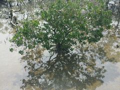 -北海金海湾红树林生态旅游区