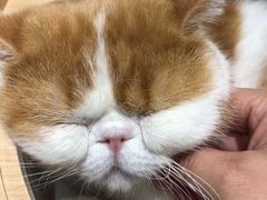 -飞行喵MR PILOT|猫舍·猫咖(静安大融城店)