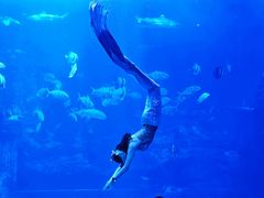 -太平洋海底世界