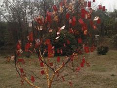 -南宁良凤江国家森林公园