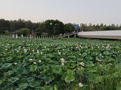-哈尔滨大剧院
