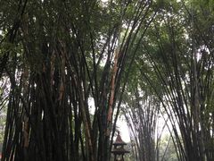 景点-望江楼公园