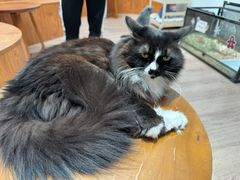 -有猫主题·治愈系猫咖(曾厝垵店)