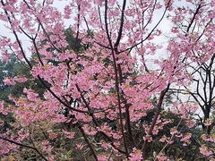 -南山植物园