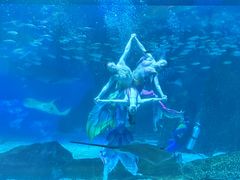 -海合安成都极地海洋公园