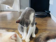 -东方名猫馆·英短金渐层布偶猫舍(环线广场1号楼店)