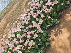 -石家庄市植物园