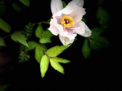 -庄稼人(蓝岸3G店)