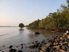 -宝安西湾红树林湿地公园