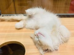 -袖虎·猫馆(体育西路店)