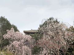 -西安青龙寺遗址景区
