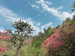 -木兰云雾山