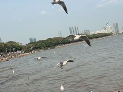 -深圳湾公园(南山区)