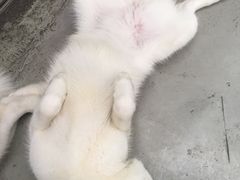 -星多哈·狗咖·拼豆·咖啡