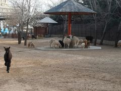 -大连森林动物园