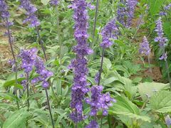 android_upload_pic-北京东方普罗旺斯薰衣草庄园