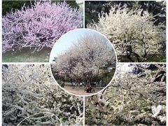-东北大学(南湖校区)