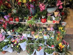 -溪岸路花鸟市场