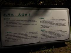 -羊山湖公园