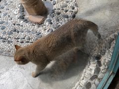 -喵屿·大理花园猫咖