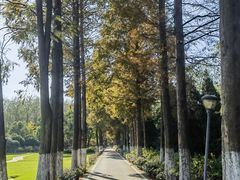 -合肥滨湖国家森林公园