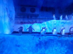 -芜湖新华联大白鲸海洋公园