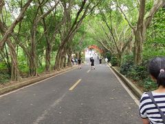 -大屏嶂森林公园
