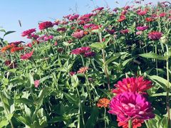 -敕勒川草原文化旅游区