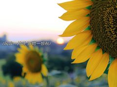 -光明小镇欢乐田园