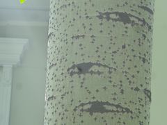 -三里屯东五街银杏大道