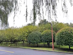 -洨河生态公园