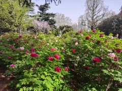 -洛阳市隋唐城遗址植物园