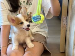 -翊宠yipet猫狗购宠庄园犬舍•猫舍