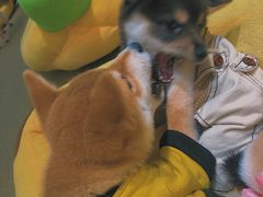 -逗柴咖啡屋·狗咖猫咖宠物桌游