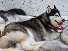 -Husky Go!哈士奇体验馆·宠物咖啡厅狗咖