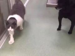 -康乐宝动物医院