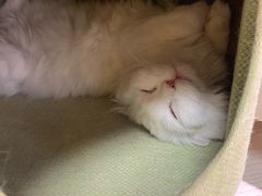 -猫和宫(六道口店)