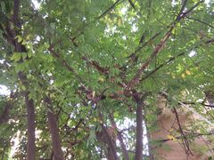 -光明刘冰乳鸽店(光明法政北路店)