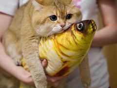 -杨记清芳牛肉拉面(宝龙广场店)