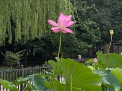 -莲花池公园