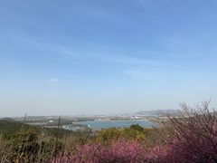 -香雪海