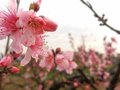 -樂桃源奉贤黄桃种植采摘基地