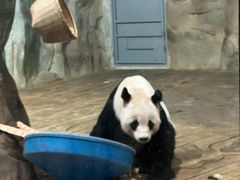-深圳野生动物园