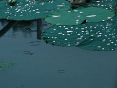 -长广溪湿地公园
