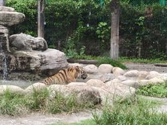 -上海野生动物园老虎餐厅