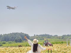 -空港花田景区