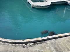 -广东惠东海龟国家级自然保护区