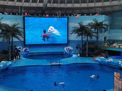 -海合安成都极地海洋公园