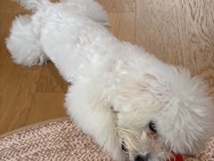 -翊宠yipet猫狗购宠庄园