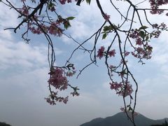 -田野绿世界